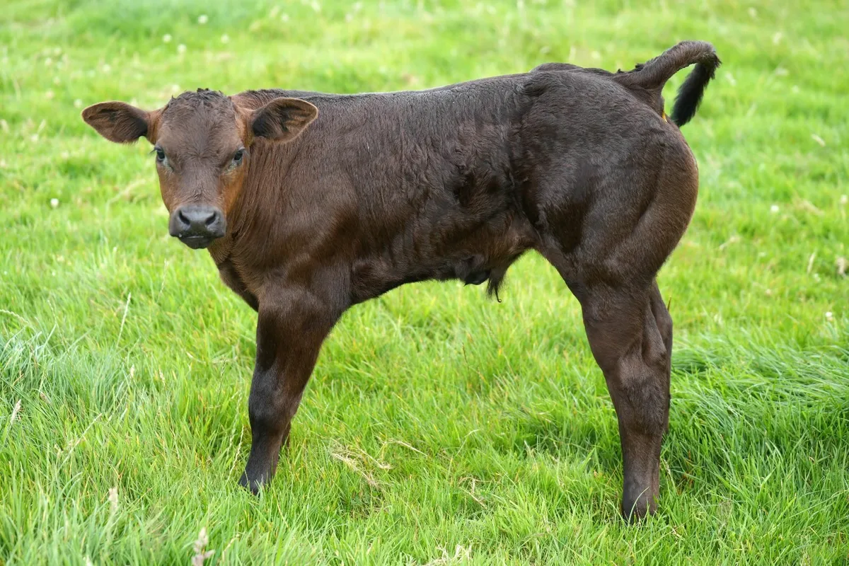 Super Cow & Blue Calf - Image 1