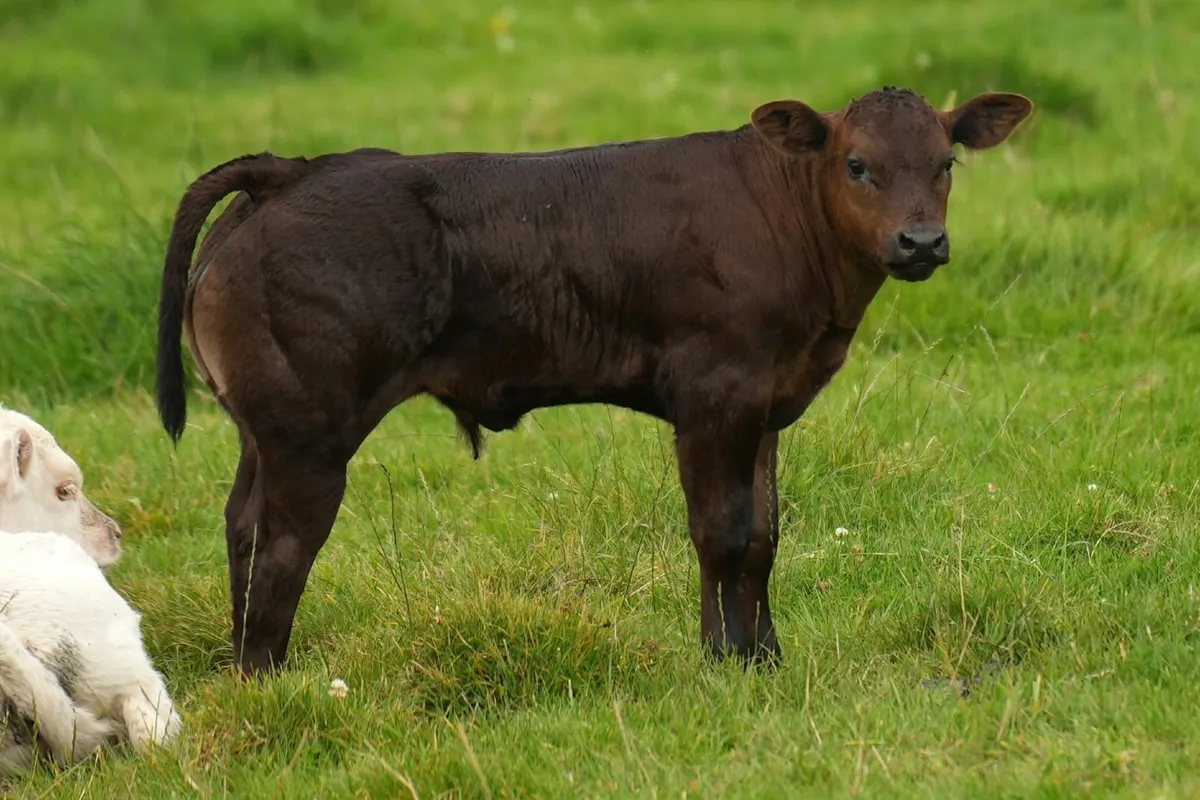 Super Cow & Blue Calf - Image 2