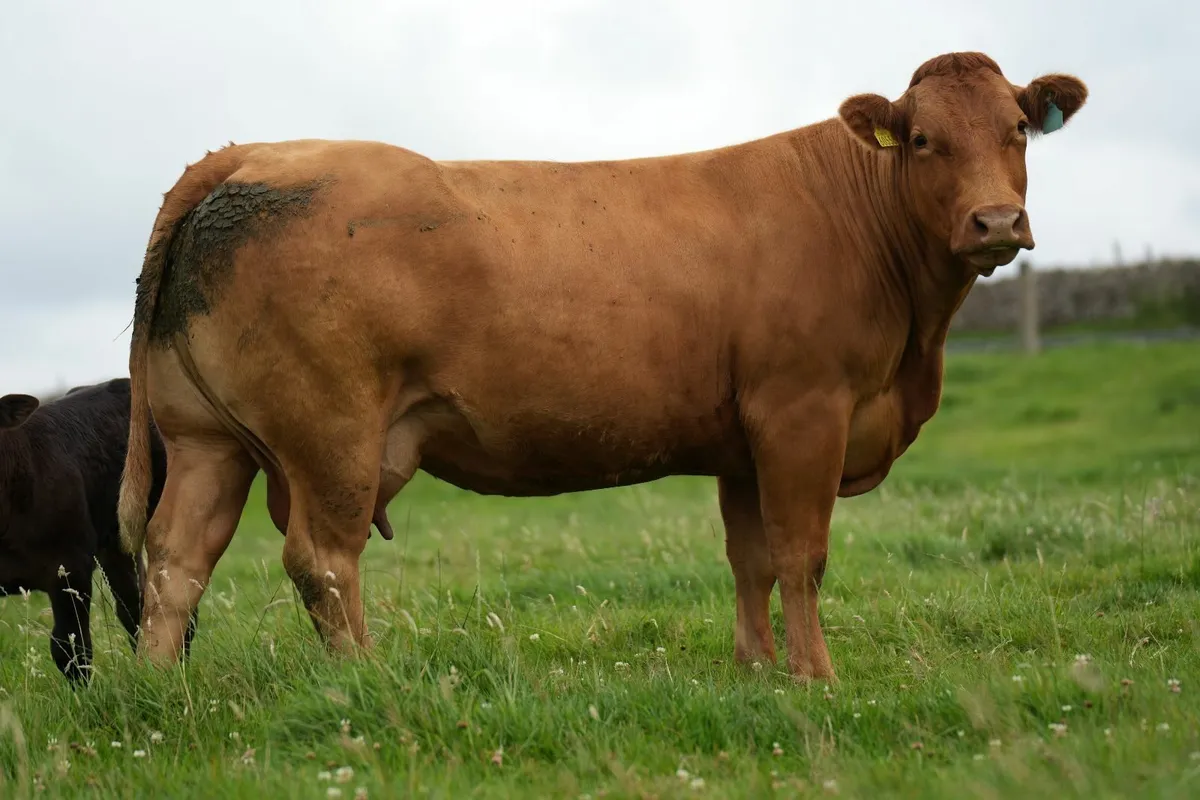 Super Cow & Blue Calf - Image 3