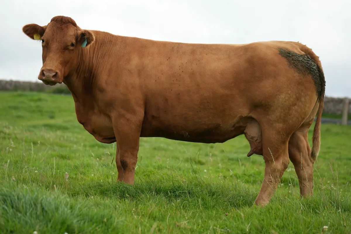 Super Cow & Blue Calf - Image 4