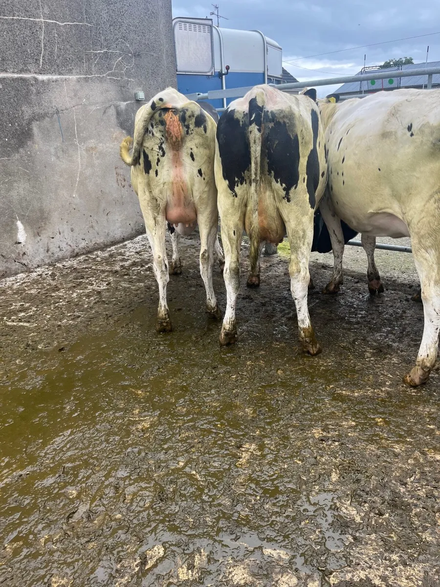 Dairy heifers - Image 3