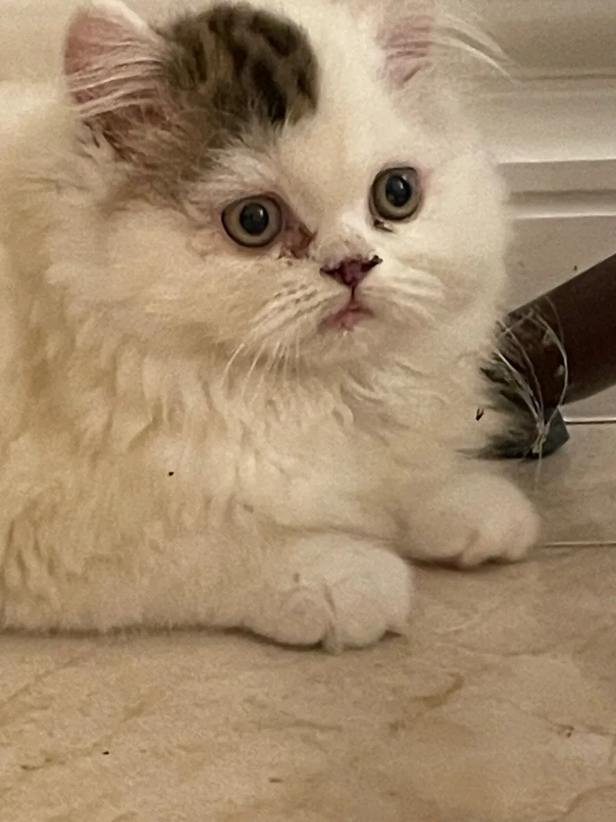 🌟Longhaired Kitten Purebred🌟 - Image 1