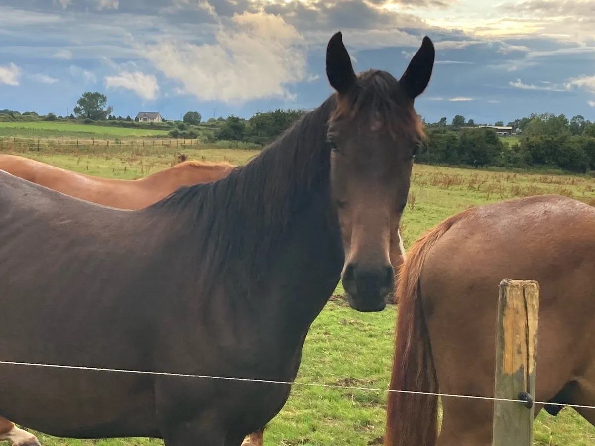 3 yr old bay gelding - Image 1
