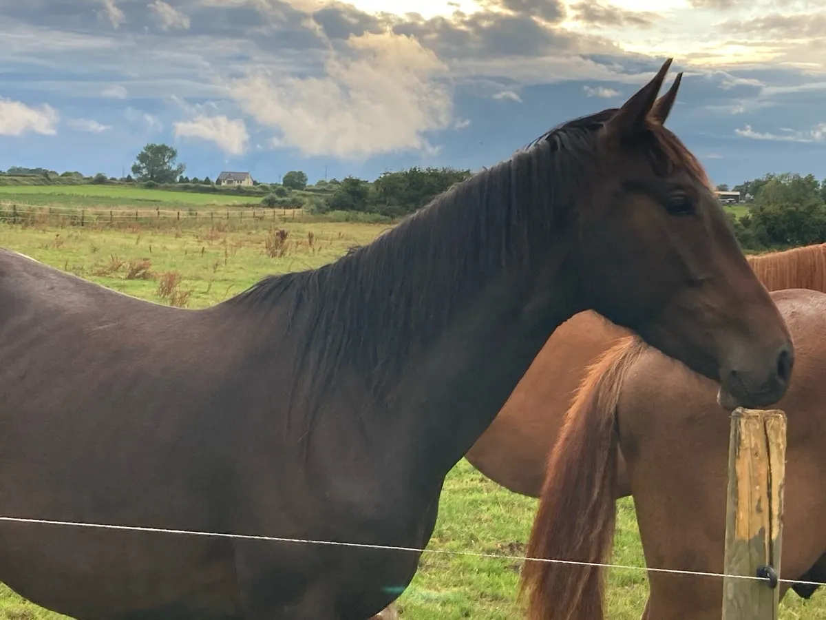 3 yr old bay gelding - Image 2