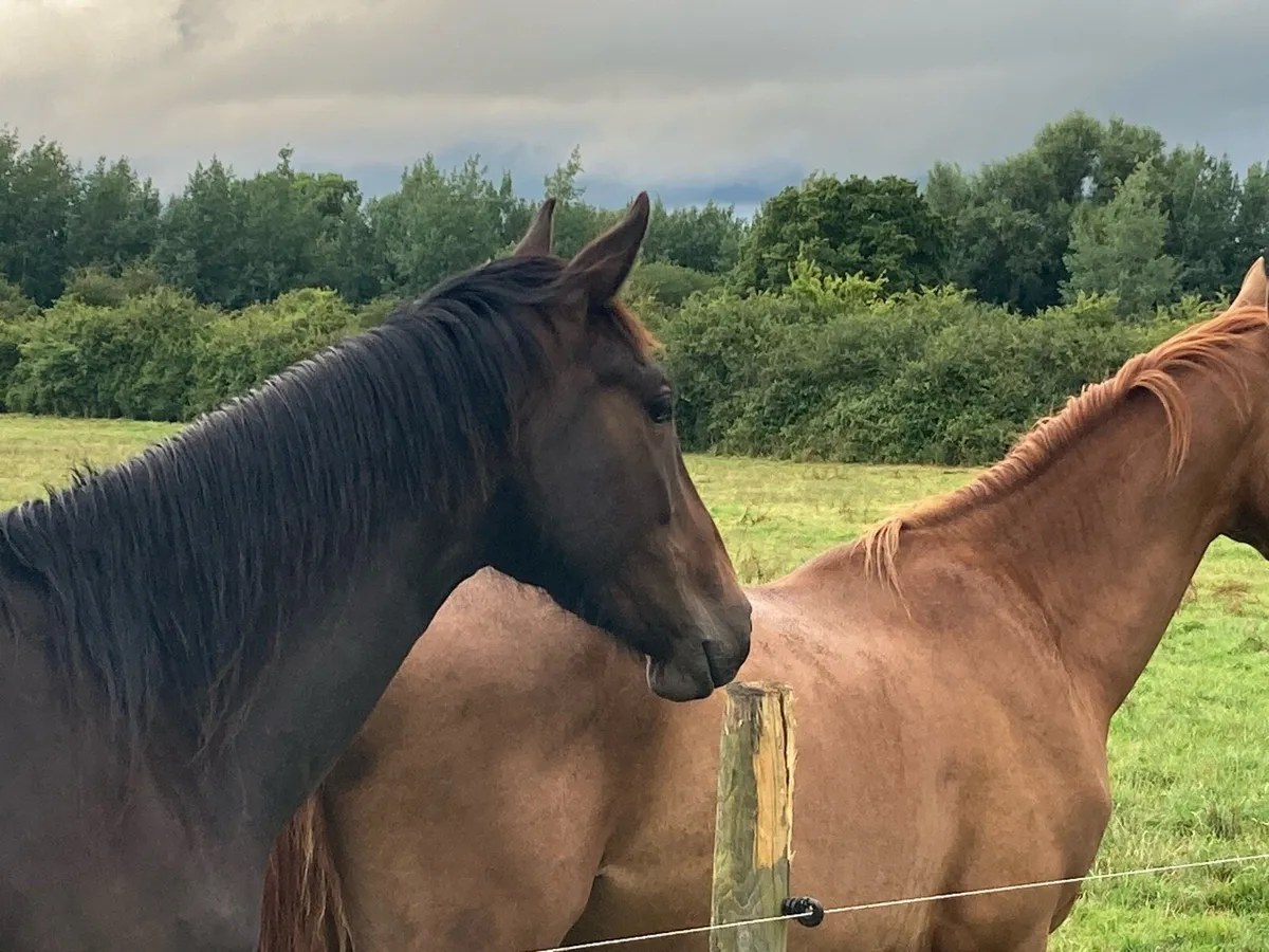 3 yr old bay gelding - Image 3