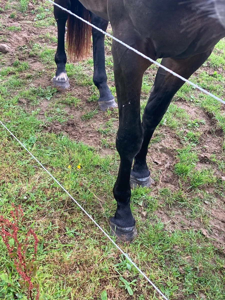3 yr old bay gelding - Image 4