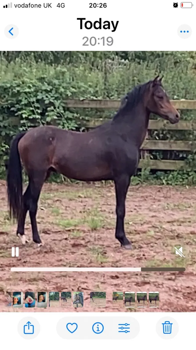 Welsh part bred Yearling gelding - Image 1
