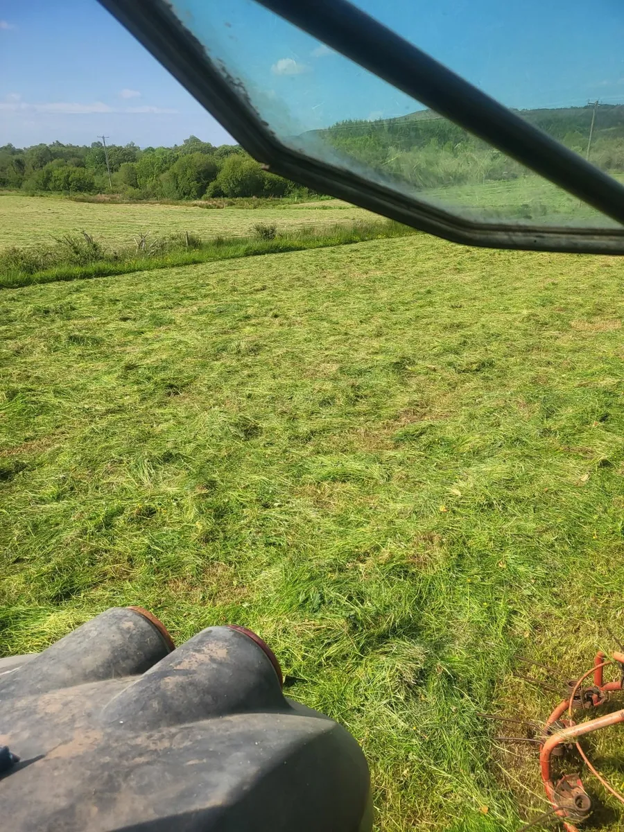 Hay - Image 3