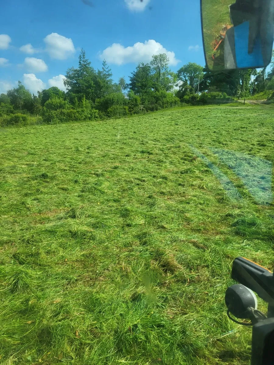 Hay - Image 4