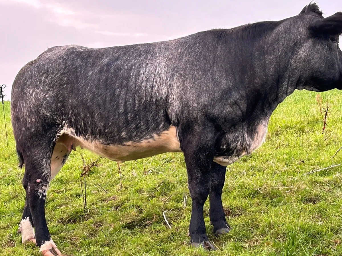 In calf Heifers - Image 1