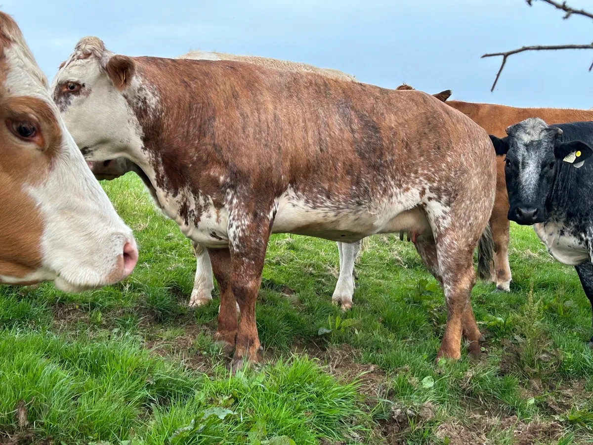 In calf Heifers - Image 2