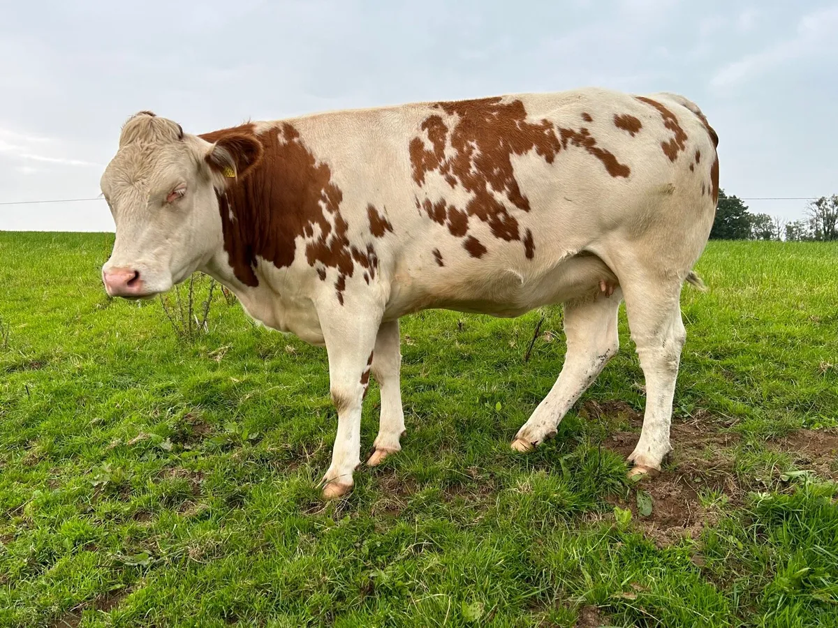 In calf Heifers - Image 3