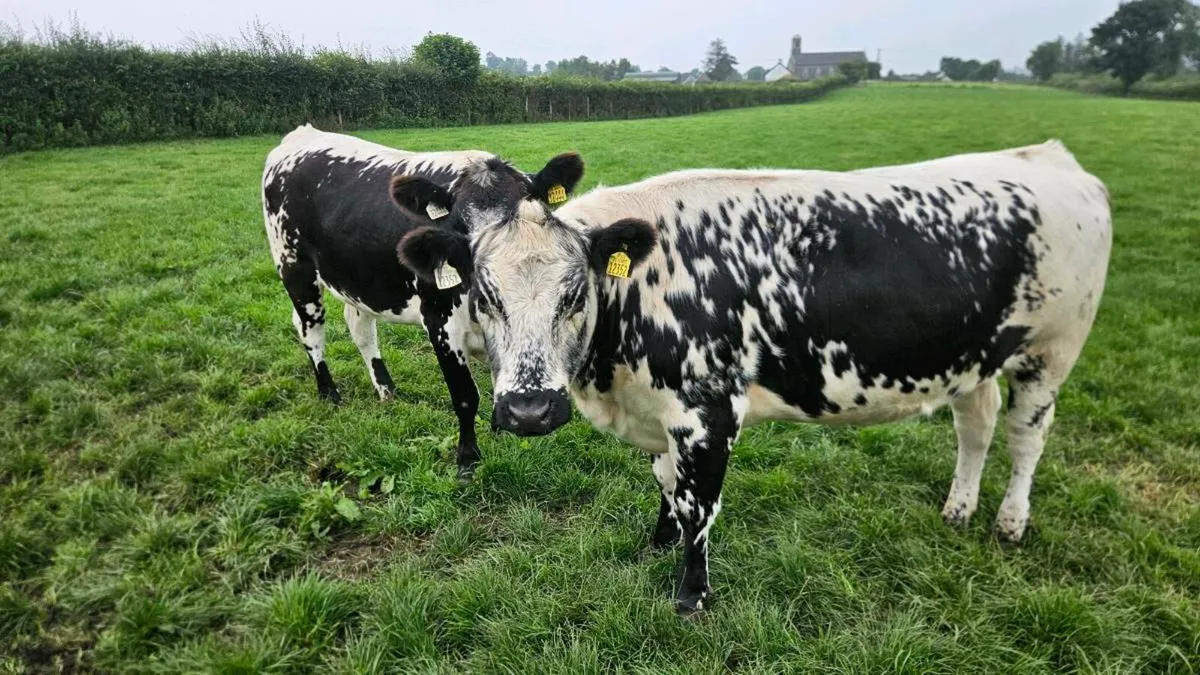 Speckled Park Bulling Heifers - Image 1