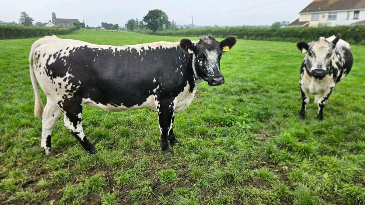 Speckled Park Bulling Heifers - Image 2