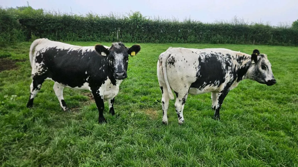 Speckled Park Bulling Heifers - Image 3