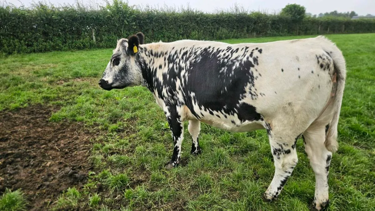 Speckled Park Bulling Heifers - Image 4