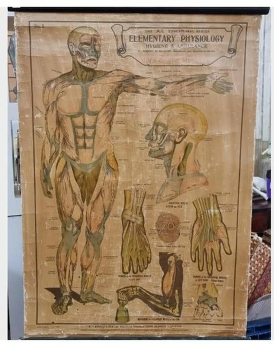 1930s Vintage Elementary Physiology Poster