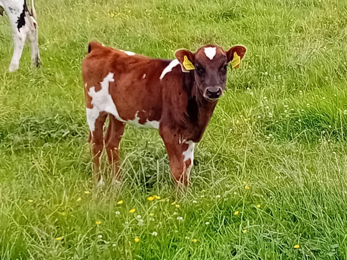 Droimeann heifer calf-organic - Image 1