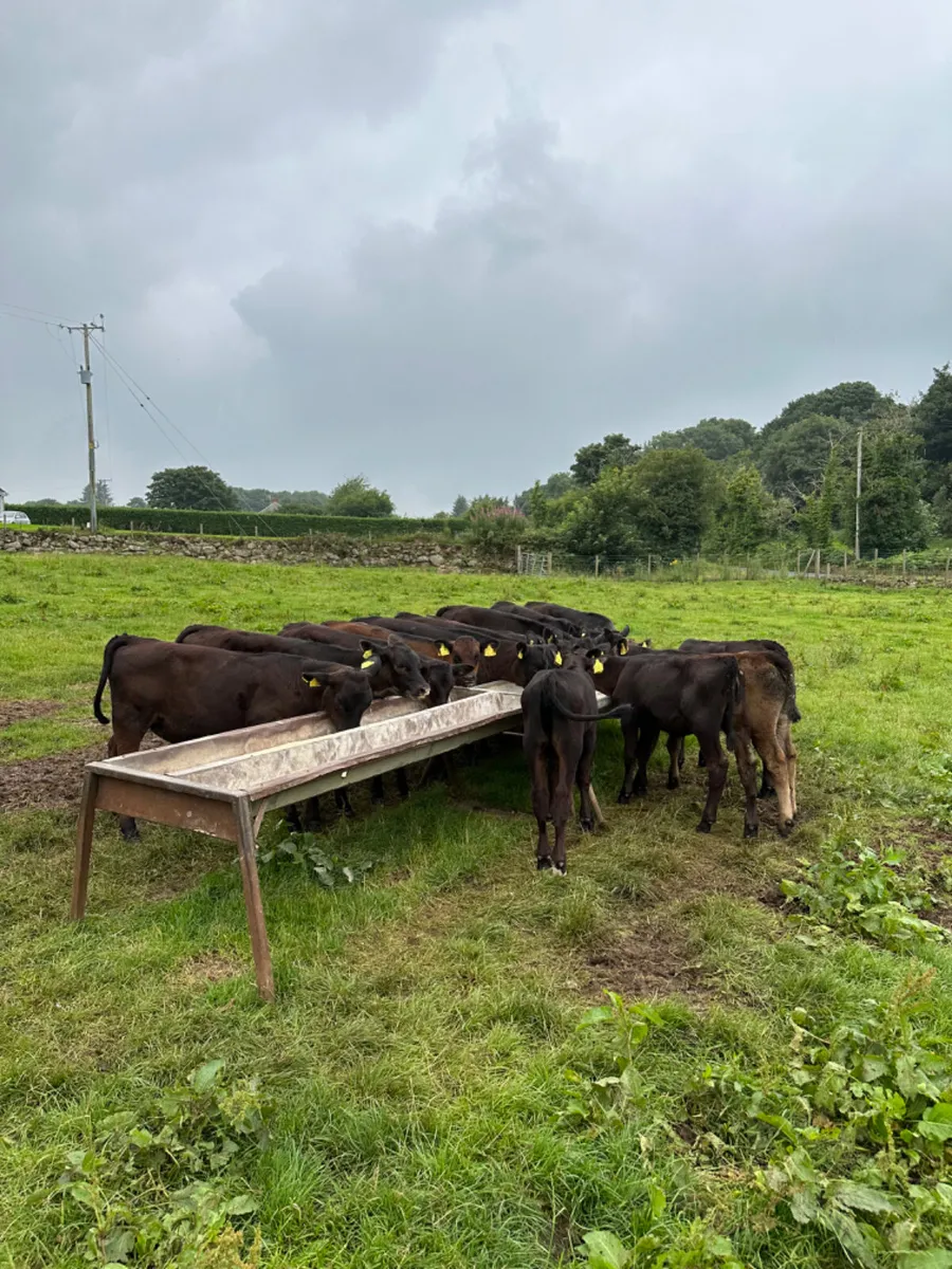 Angus and lim heifers - Image 1