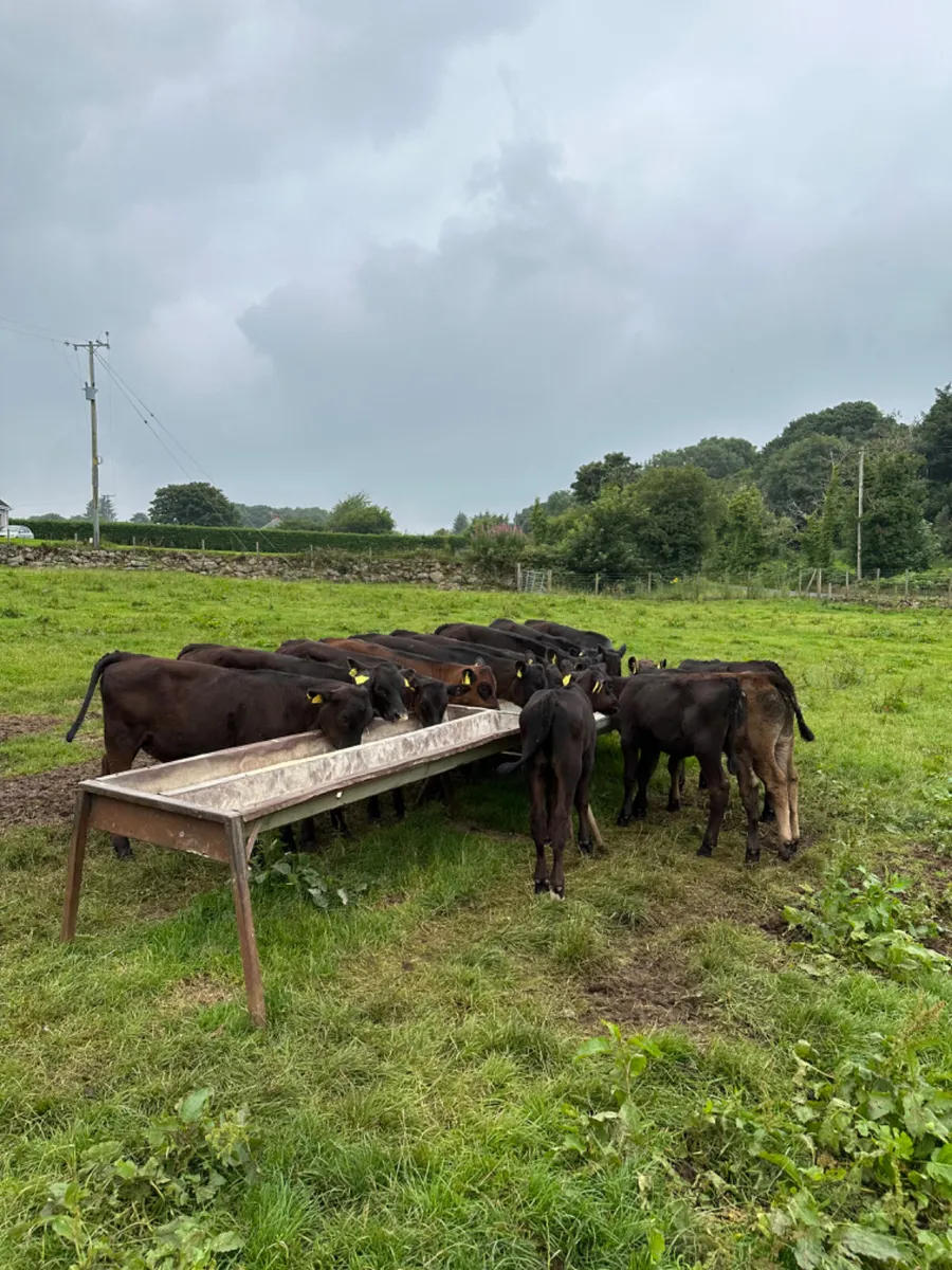Angus and lim heifers - Image 2