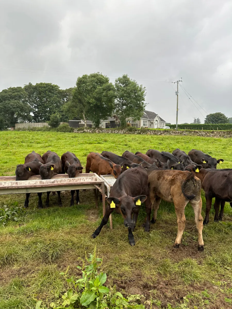 Angus and lim heifers - Image 3