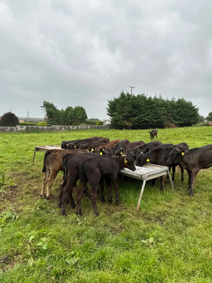 Angus and lim heifers - Image 4