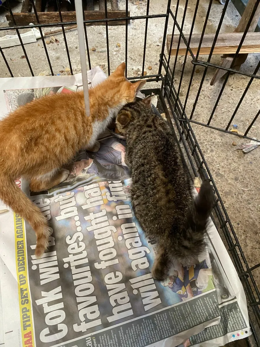 Kittens - Image 3