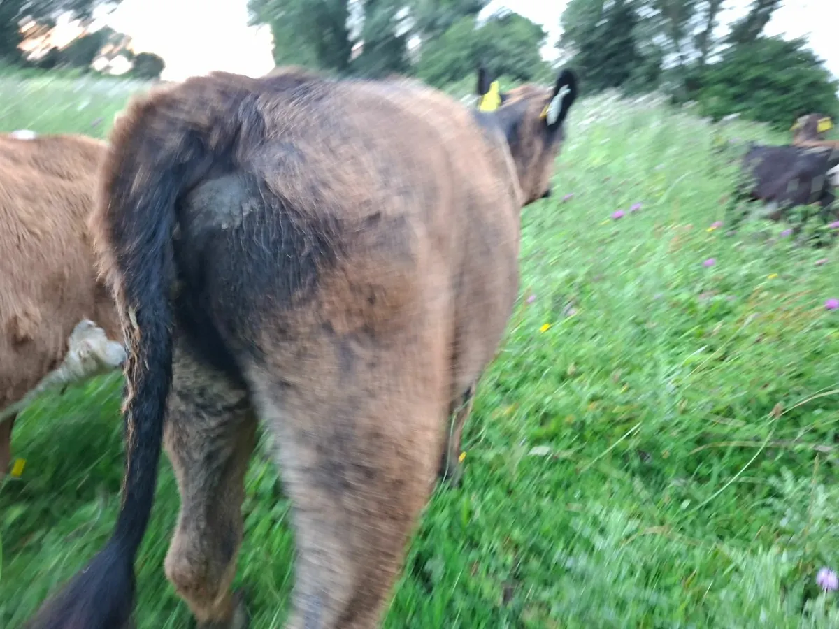 Reared Angus Heifer Calves - Image 2