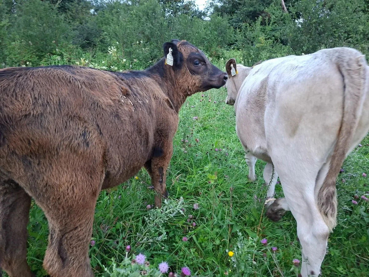 Reared Angus Heifer Calves - Image 1