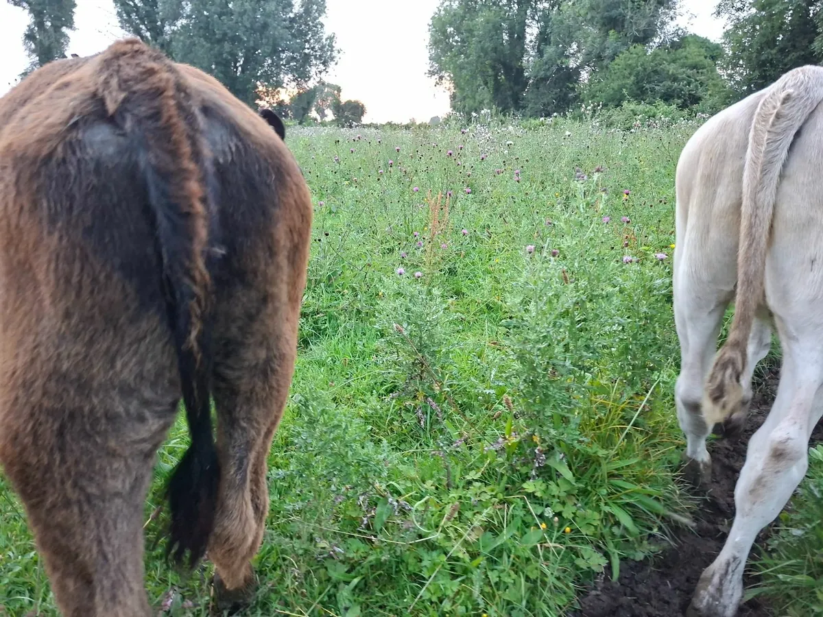 Reared Angus Heifer Calves - Image 4