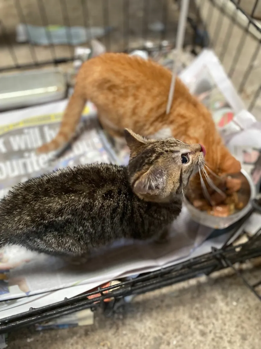 Kittens - Image 1