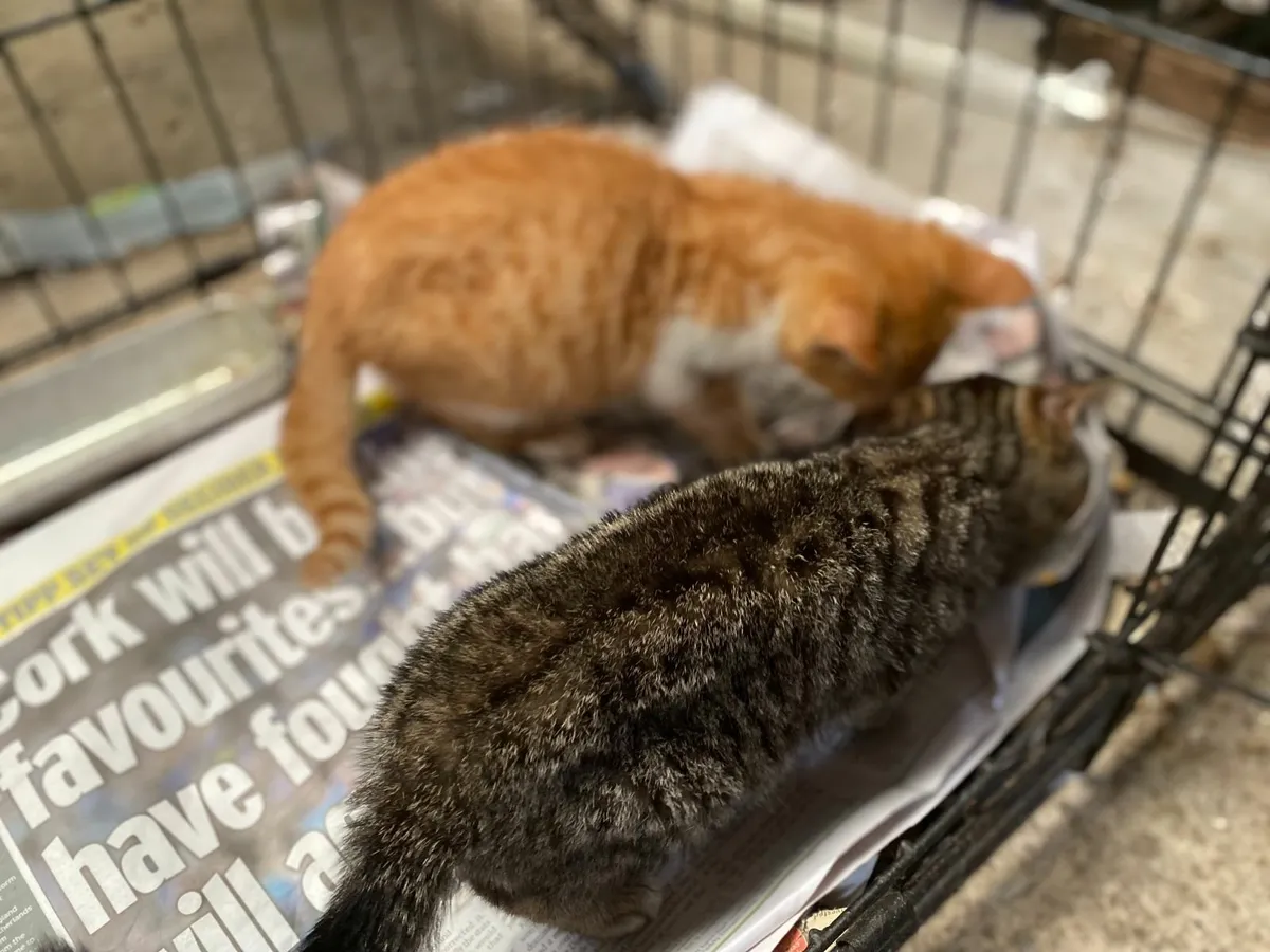 Kittens - Image 2