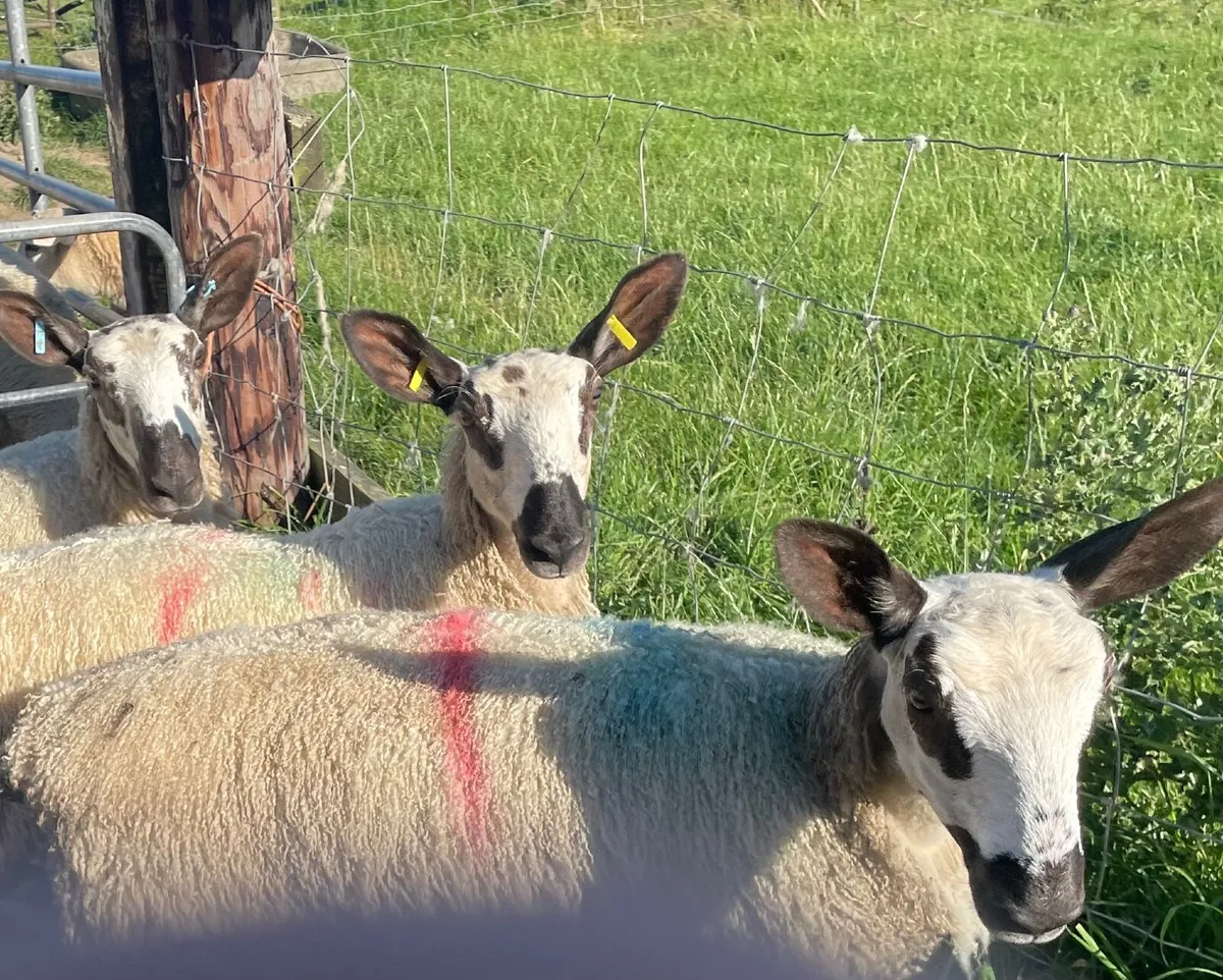 Sheep - Image 1