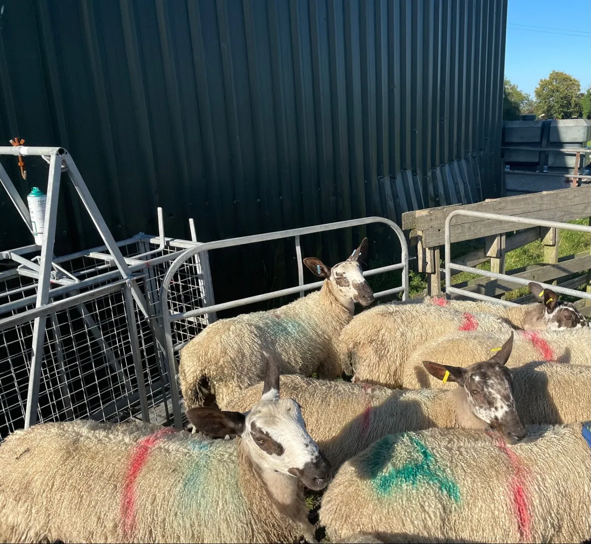 Sheep - Image 2