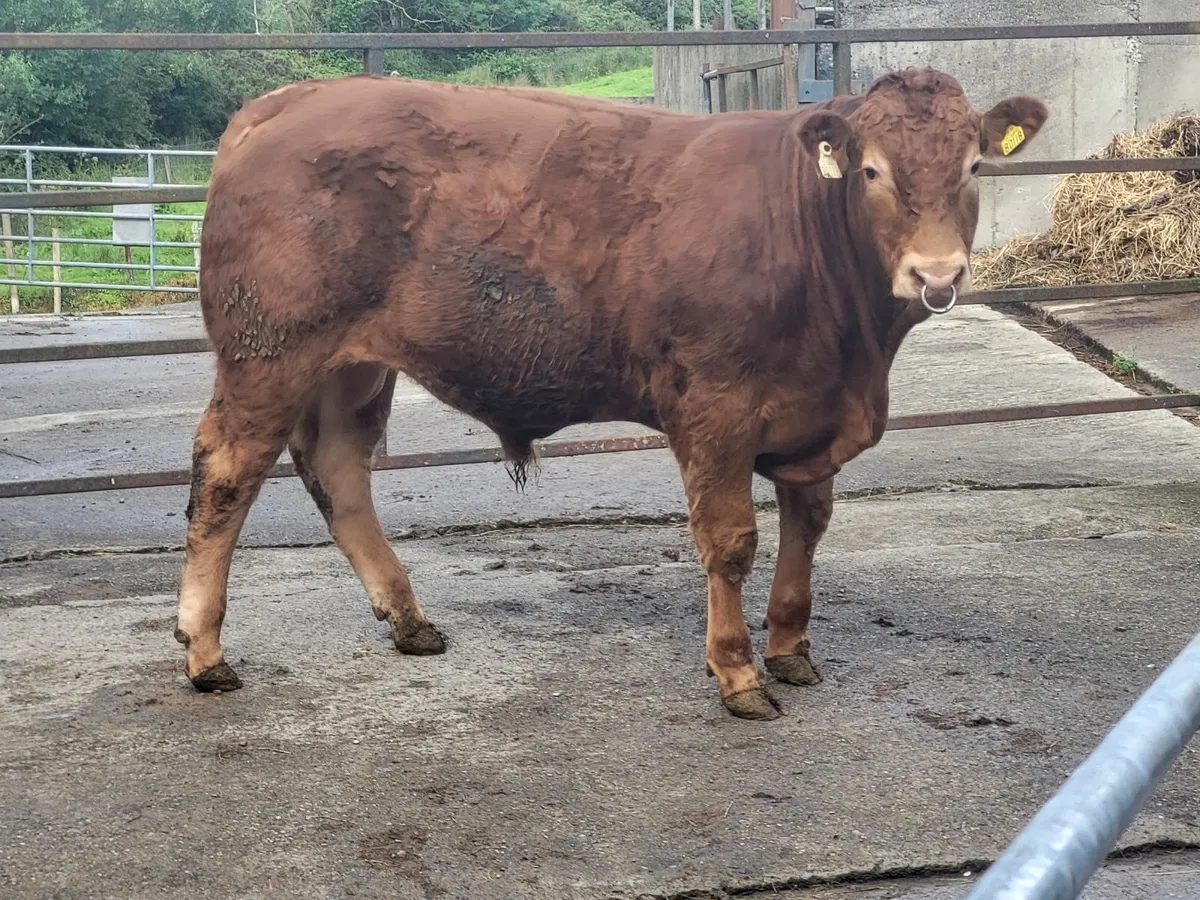 Limousin Bull - Image 1