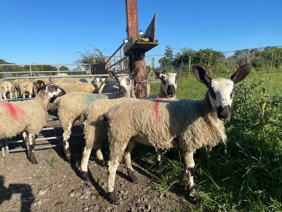 Sheep - Image 3