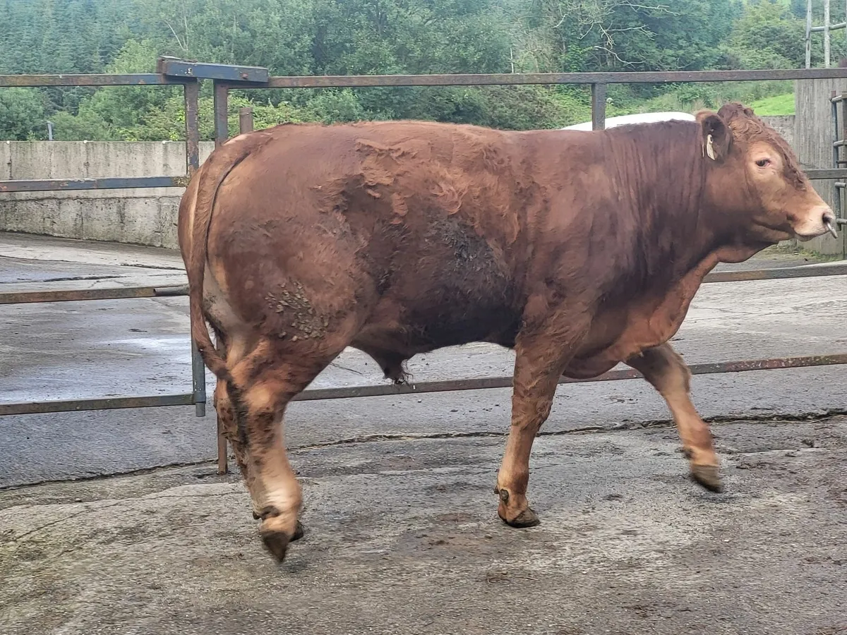 Limousin Bull - Image 2