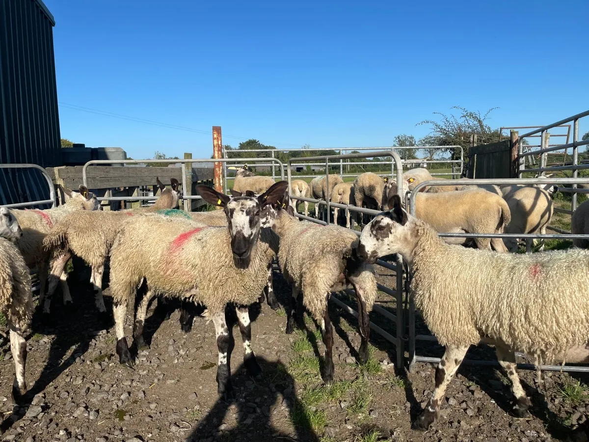 Sheep - Image 4
