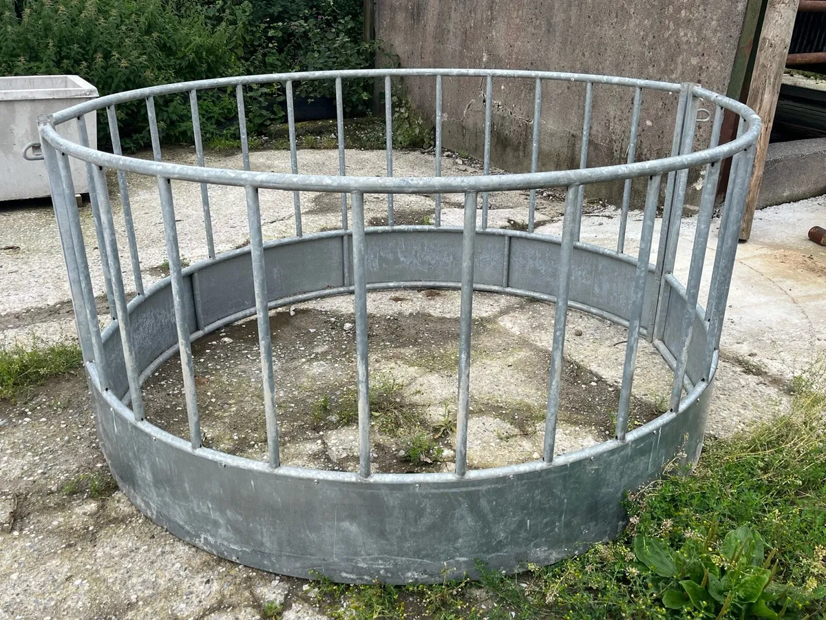 Ring feeder calf or sheep