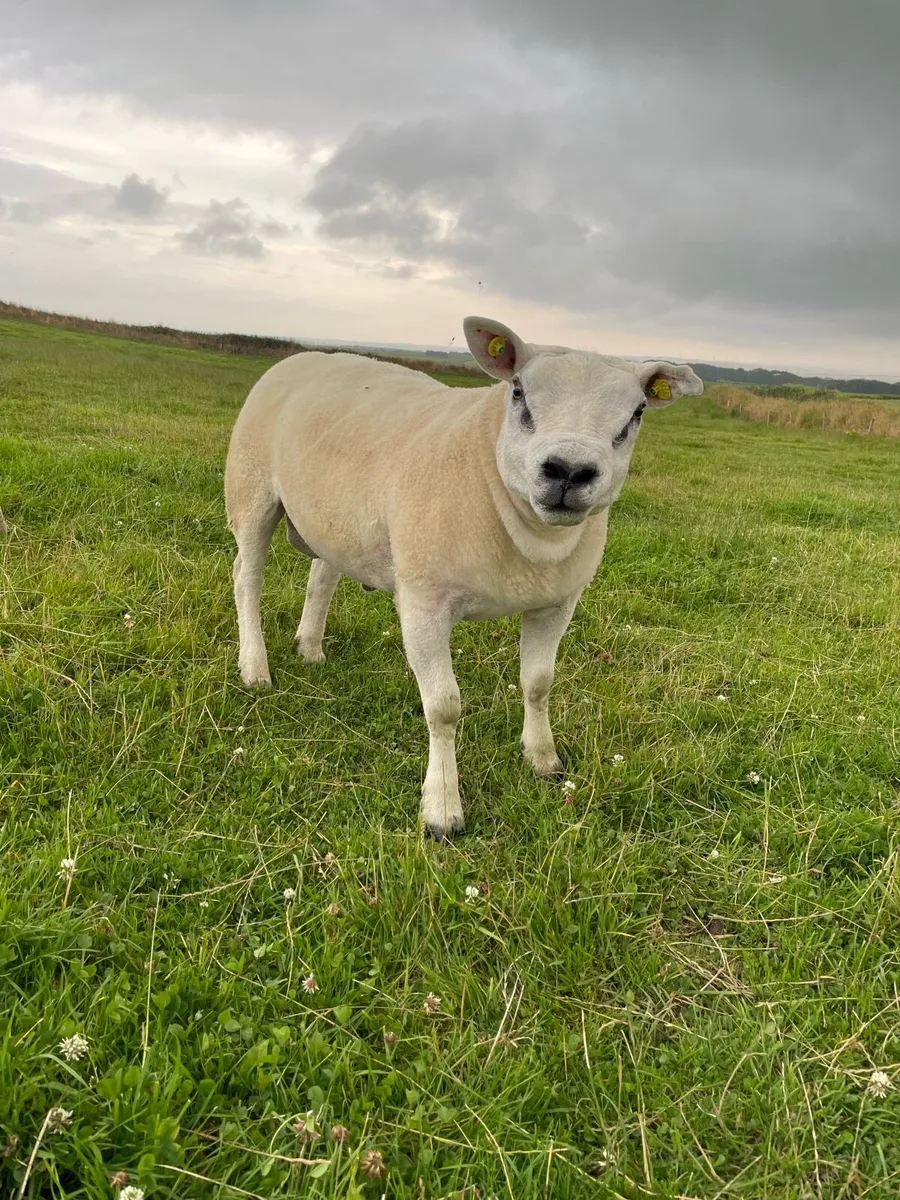 PBR Vendeen & PB Texel Rams - Image 1