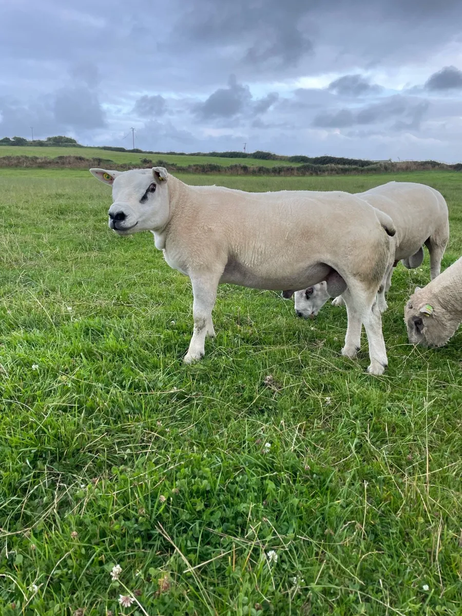 PBR Vendeen & PB Texel Rams - Image 2