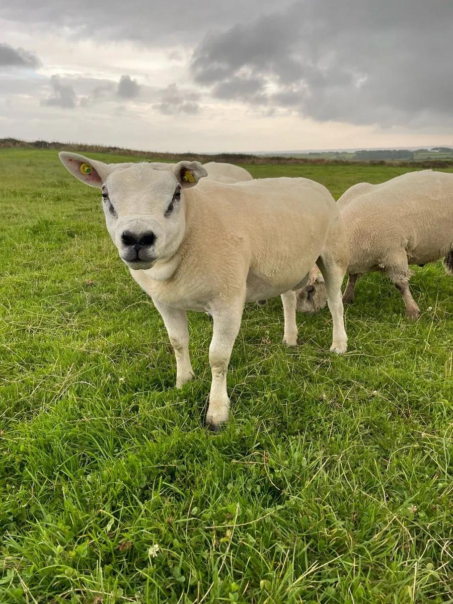 PBR Vendeen & PB Texel Rams - Image 3