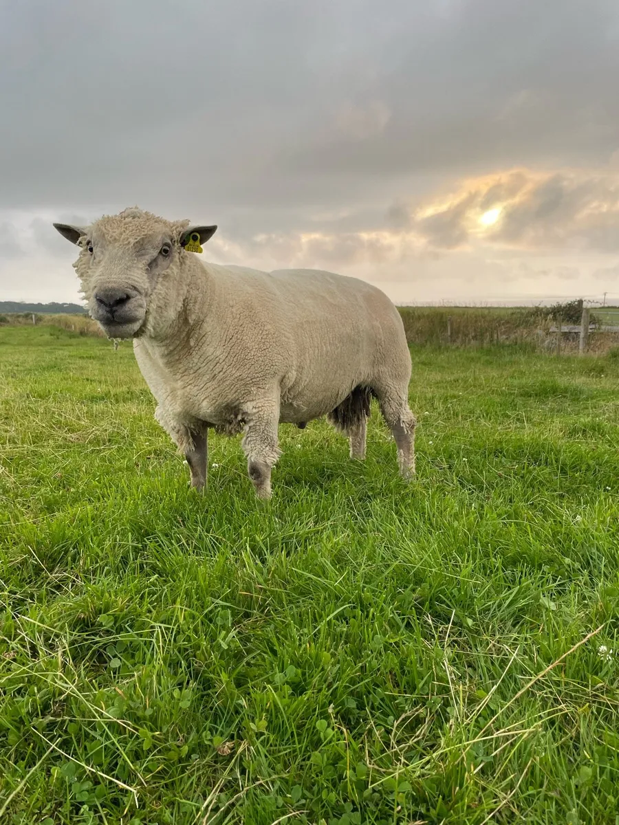 PBR Vendeen & PB Texel Rams - Image 4