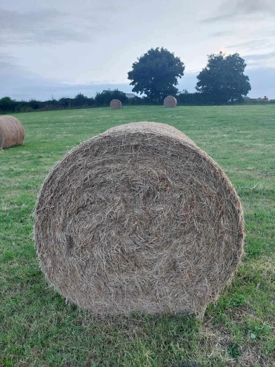 Hay and forage - Image 1
