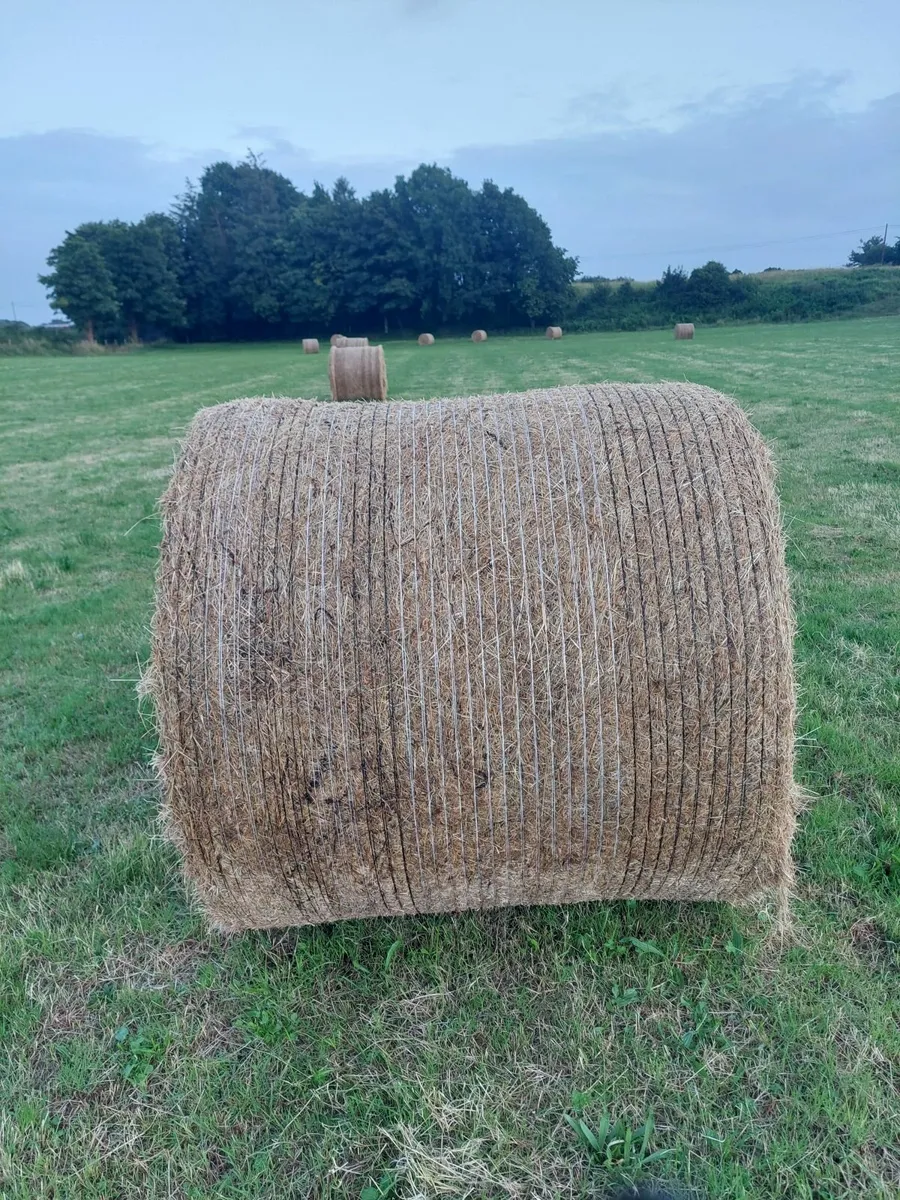 Hay and forage - Image 2