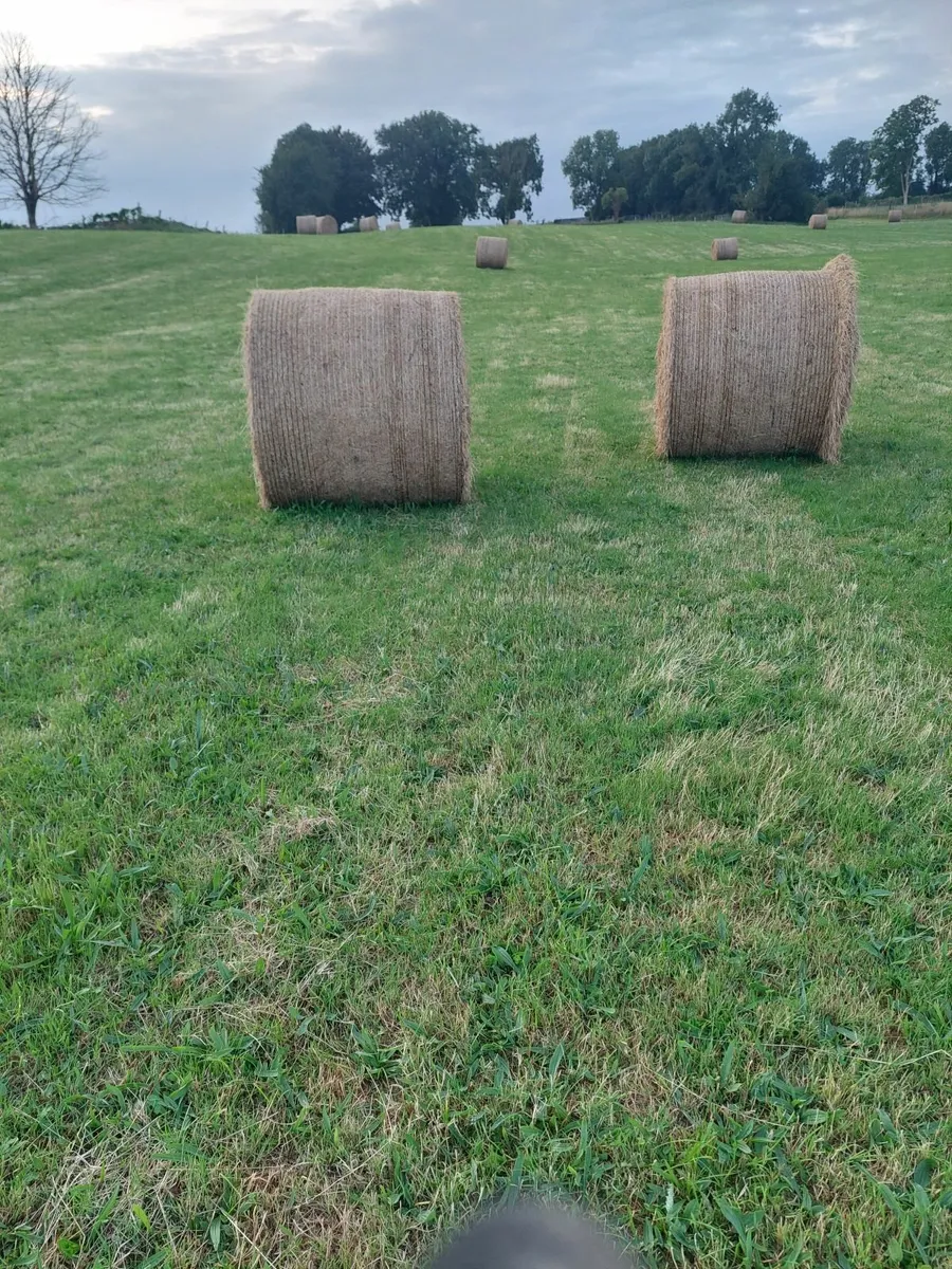 Hay and forage - Image 3