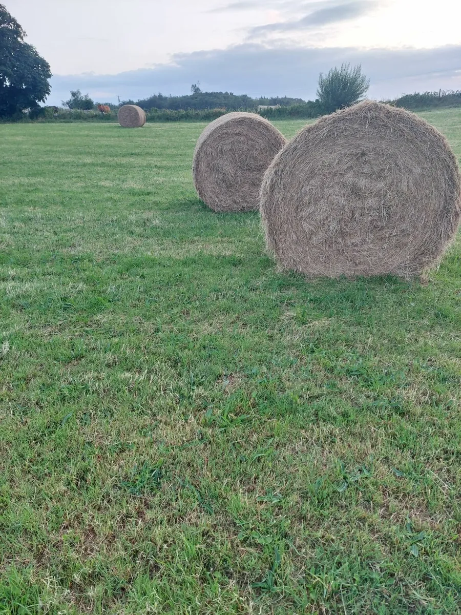 Hay and forage - Image 4