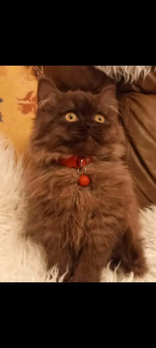 Stunning  Rare Brown Persian male kitten - Image 2
