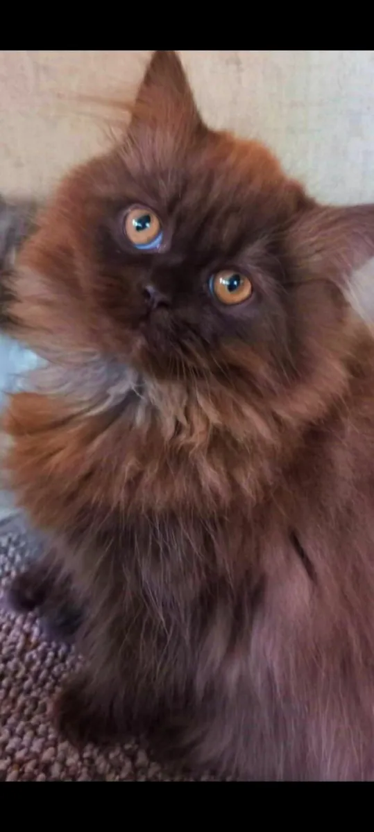 Stunning  Rare Brown Persian male kitten - Image 3