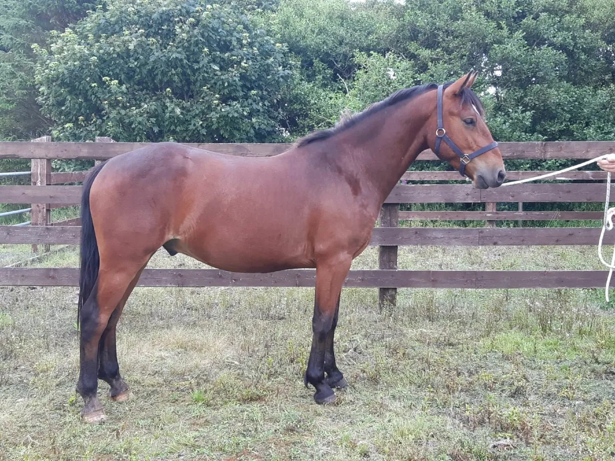 Connemara gelding - Image 1